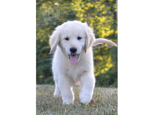 PoulaTo: Τα κουτάβια Golden Retriever είναι διαθέσιμα